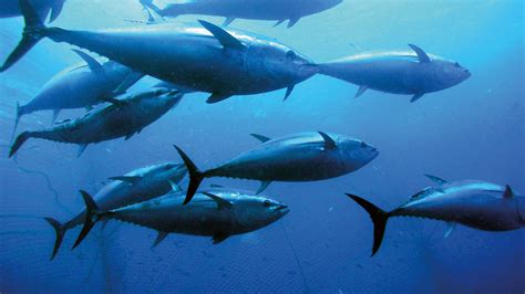 Atlantic Bluefin Tuna