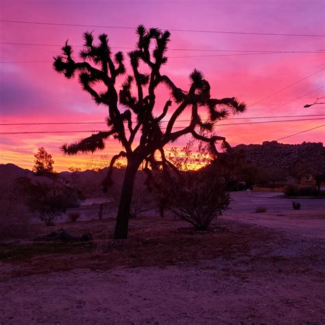 Joshua Tree Sunrise : r/JoshuaTree