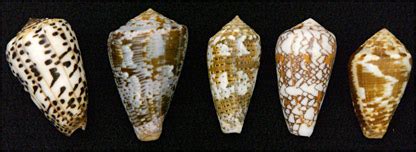 Aqua Marine Discovery: Cone Snails: Deadly Predators