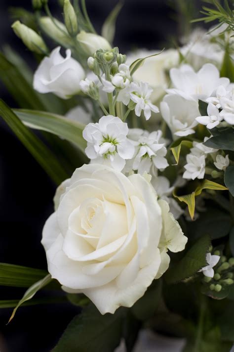 White roses close up-4059 | Stockarch Free Stock Photos