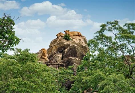 Lion King of Kidepo | Nth Uganda | Rod Waddington | Flickr