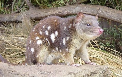 Picture 2 of 5 - Quoll (Dasyurus Viverrinus) Pictures & Images ...