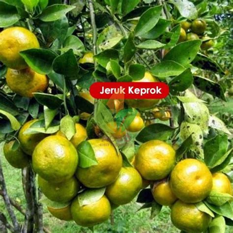 Jual Bibit Jeruk Keprok Siam asal Okulasi | Agro Bibit ID