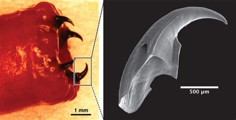 We Finally Know How The Nightmarish Bloodworm Grows Fangs Made of Metal : ScienceAlert