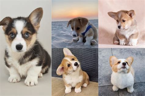 Mini Corgis: Your Full Guide Crumbs And Chaos