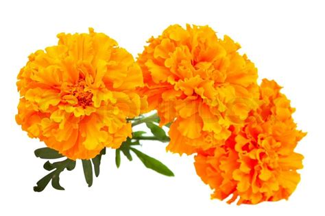 Marigold flower stock photo