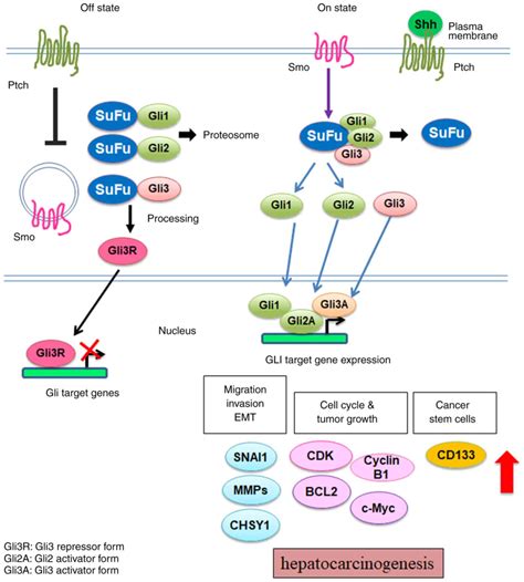 Sonic Hedgehog signaling pathway as a potential target to inhibit the progression of ...