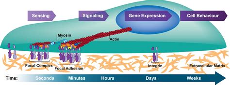 Cellular adhesion (2D and 3D) - Rocha Lab