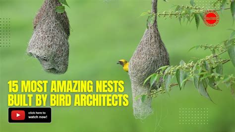 15 Most Amazing Nests Built By Bird Architects - YouTube