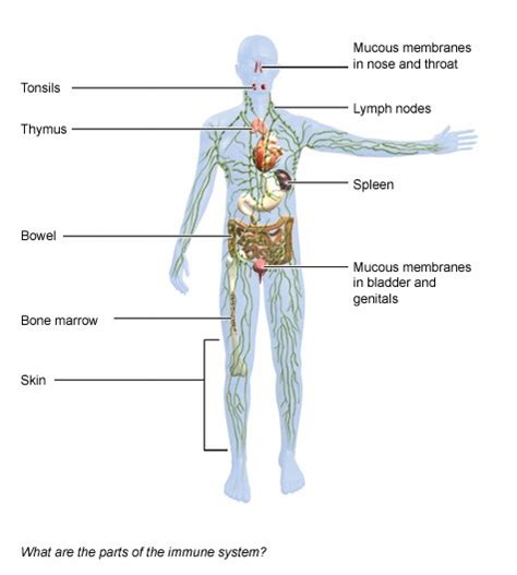 Components of the Immune System