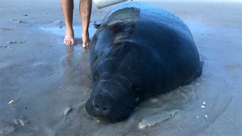 Beachgoers spring into action over stranded manatee