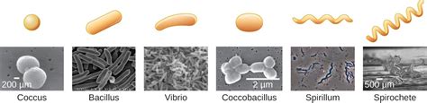 Types of Microorganisms | Microbiology