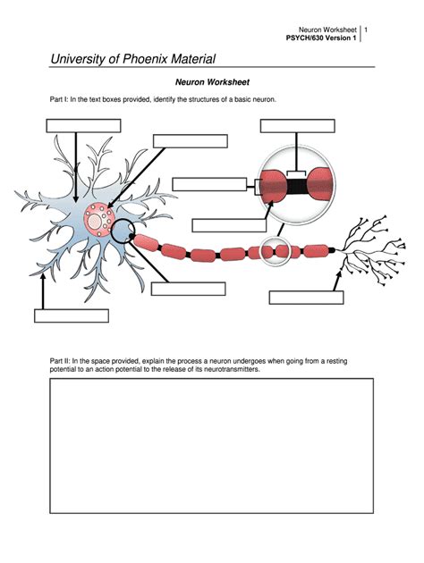 Anatomy Of A Neuron Worksheet | Anatomy Worksheets