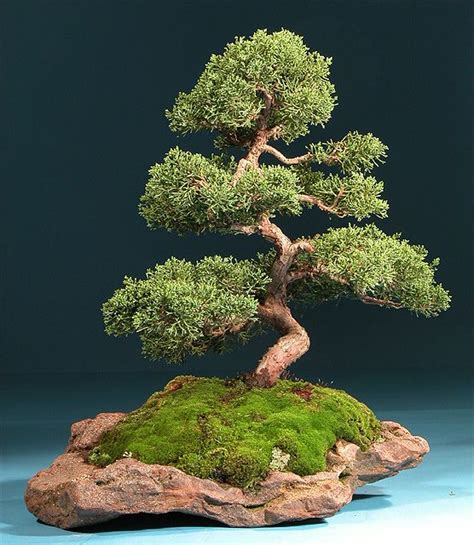 Best Miniature Bonsai Tree in the world Don t miss out | earthysai