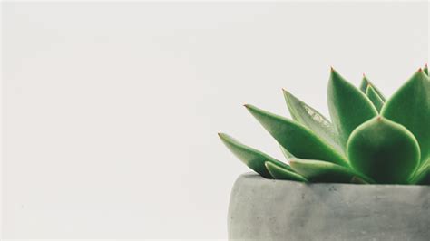 Minimalist Plant Desktop Wallpapers - Top Free Minimalist Plant Desktop Backgrounds ...