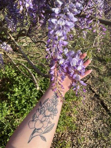 Wisteria tattoo and wisteria : mildlyinteresting