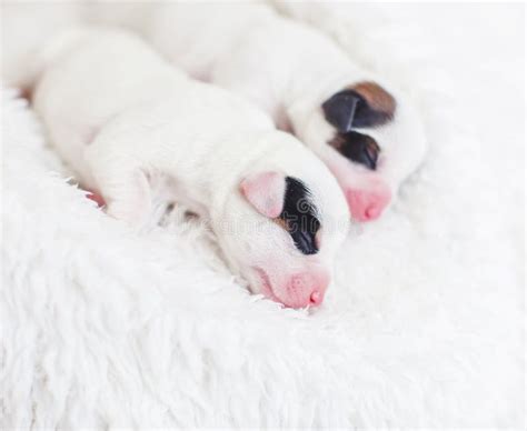 Newborn puppy sleeping stock image. Image of cute, small - 195155621