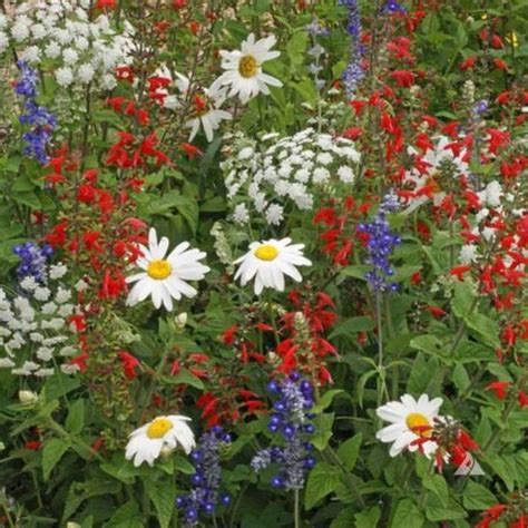 Premium Red, White & Blue Mix Flower Seeds Grown in USA Beautiful ...