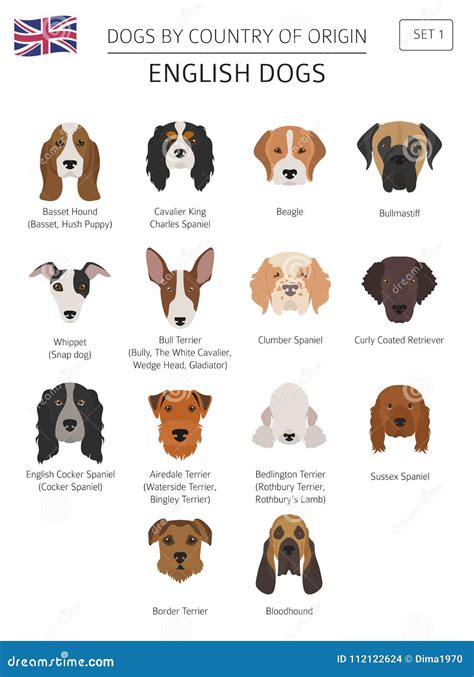 Dogs by Country of Origin. English Dog Breeds Stock Vector ...