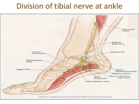 Anatomy of posterior tibial nerve by im