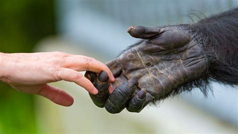 Pourquoi avons-nous tendance à oublier que l'humain est un animal comme ...