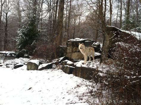 Grey wolf at Wolf Conservation Center, South Salem, NY | Wolf conservation center, Black wolf ...