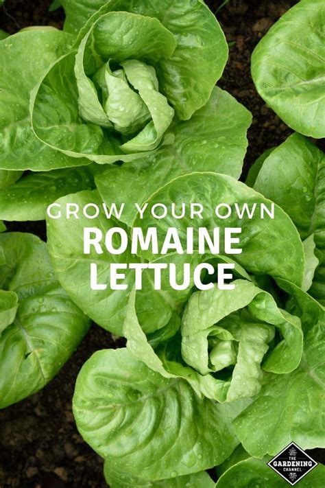 Grow Romaine Lettuce - Gardening Channel