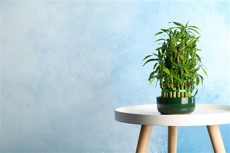 How To Grow Bamboo Indoors: Tips, Tricks & Step-By-Step Guide | House Grail