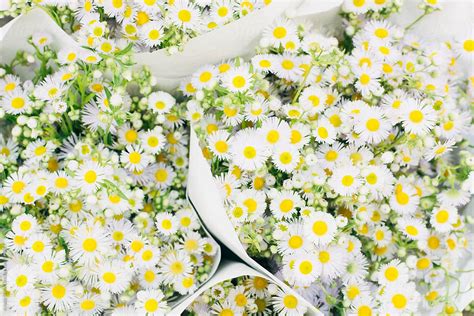 "Bouquets Of Shasta Daisies" by Stocksy Contributor "Kristin Duvall" - Stocksy