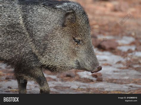 Beautiful Razorback Image & Photo (Free Trial) | Bigstock