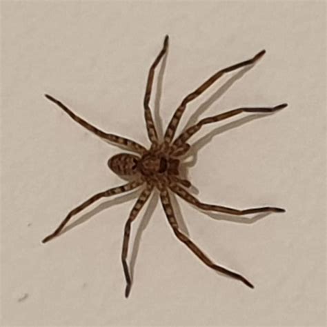 What kind of spider is this. Sydney, Australia. : spiders