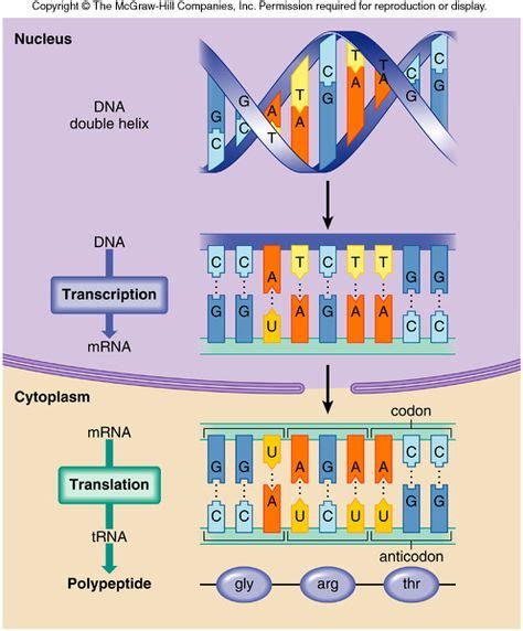 19 DNA transcription and translation ideas | transcription and translation, teaching biology ...