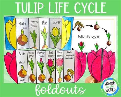 Life Cycle of a Tulip Plant Foldable Sequencin Activty - Etsy