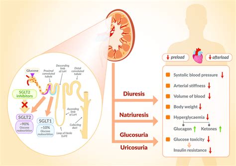 Sglt2 Inhibitors Mechanism Of Action