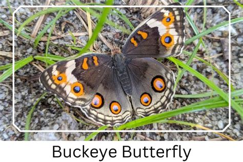 Buckeye Butterfly Life Cycle