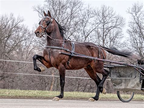 Amish Country Horses