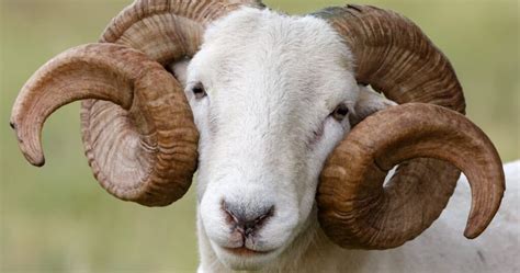 Wiltshire Horn Sheep Breed Information, History & Facts