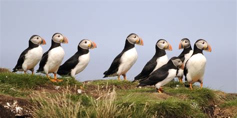 Atlantic Puffins Newfoundland And Labrador, Sea Birds, Puffin, Peninsula, Atlantic, Underwater ...