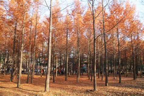 Nami Island in Autumn: Day Trip From Seoul During Fall | Oh My Janey