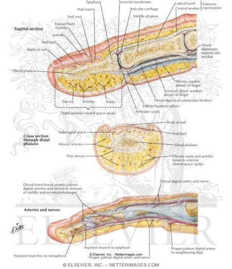 Sectional Anatomy: Fingers