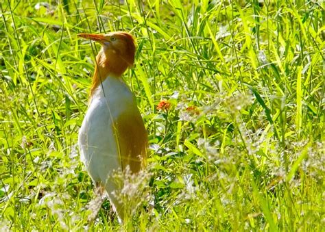 Cattle Egret – Cane Toad Predator in Action – Ed Frazer