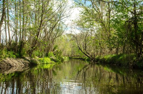 Alligator Creek Florida Paddle Notes | Alligator Creek