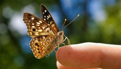 Brown Butterfly – Meaning and Symbolism