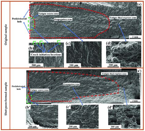 Fatigue fracture morphology of the (a-d) original and (a -d )... | Download Scientific Diagram