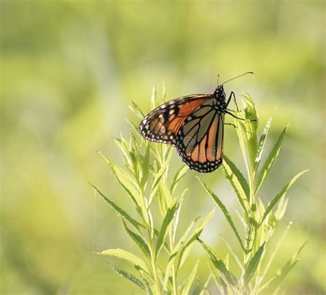 A Side View of a Monarch Butterfly on Green Plant Stock Image - Image of monarch, insect: 190736497