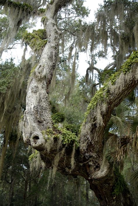 Kingsley Plantation | North Florida The Kingsley Plantation | Mike Gigante | Flickr