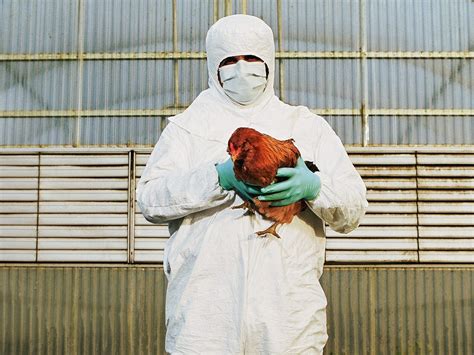 Avian Influenza: Signs, Symptoms, and Prevention in Poultry