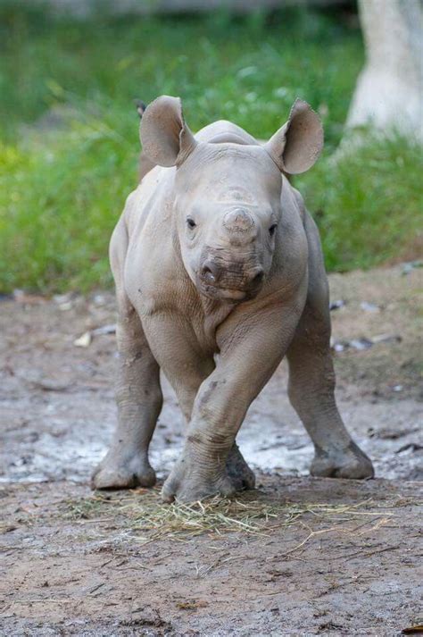 Fiona's little rhino friend, Kendi | Endangered animals, Baby animals ...