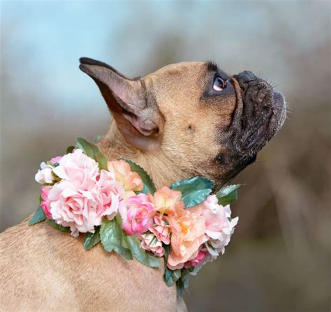 Dog with Flower Collar - Conklyn's Weddings & Events - Alexandria, VA