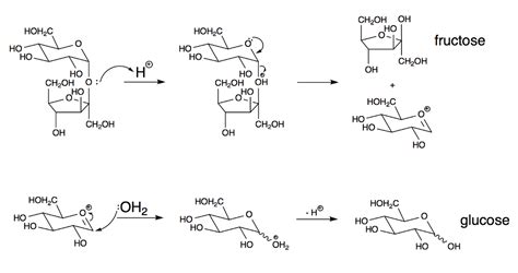 Solved For the mechanism of the hydrolysis of sucrose to | Chegg.com